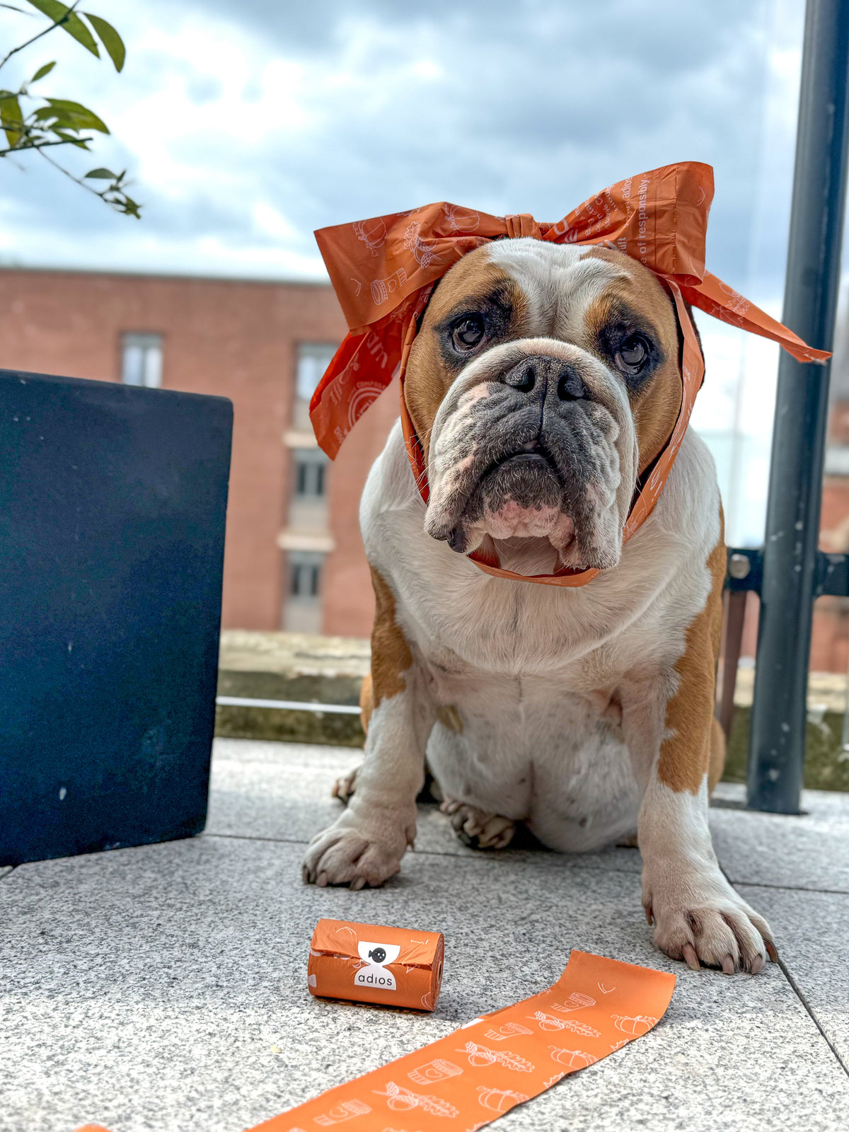 Autumn Compostable Dog Poo Bags (Limited Edition) 🍂