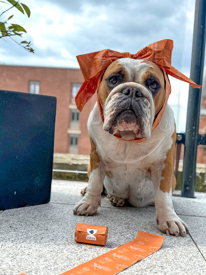 Autumn Compostable Dog Poo Bags (Limited Edition) 🍂