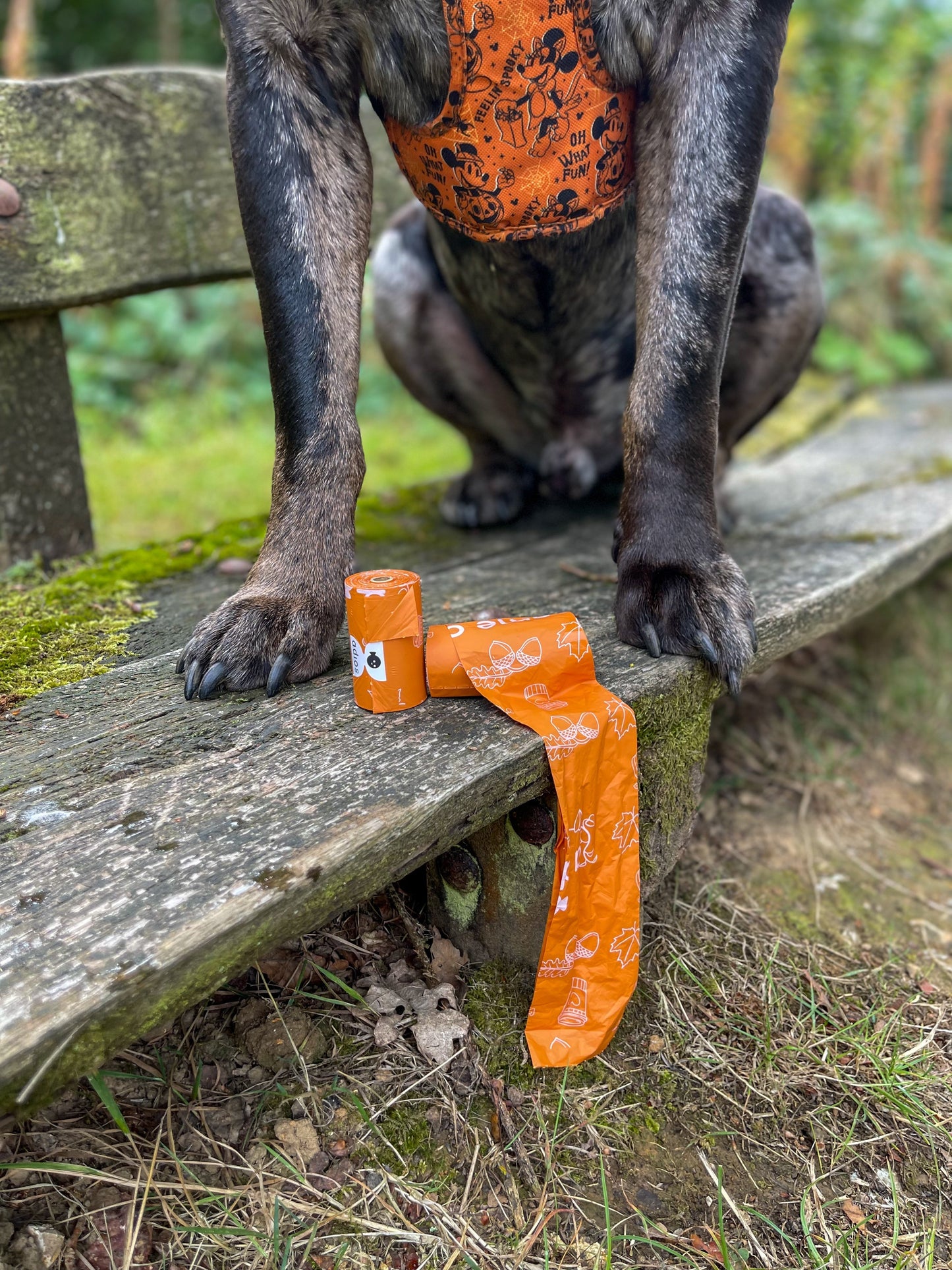 Autumn Compostable Dog Poo Bags (Limited Edition) 🍂